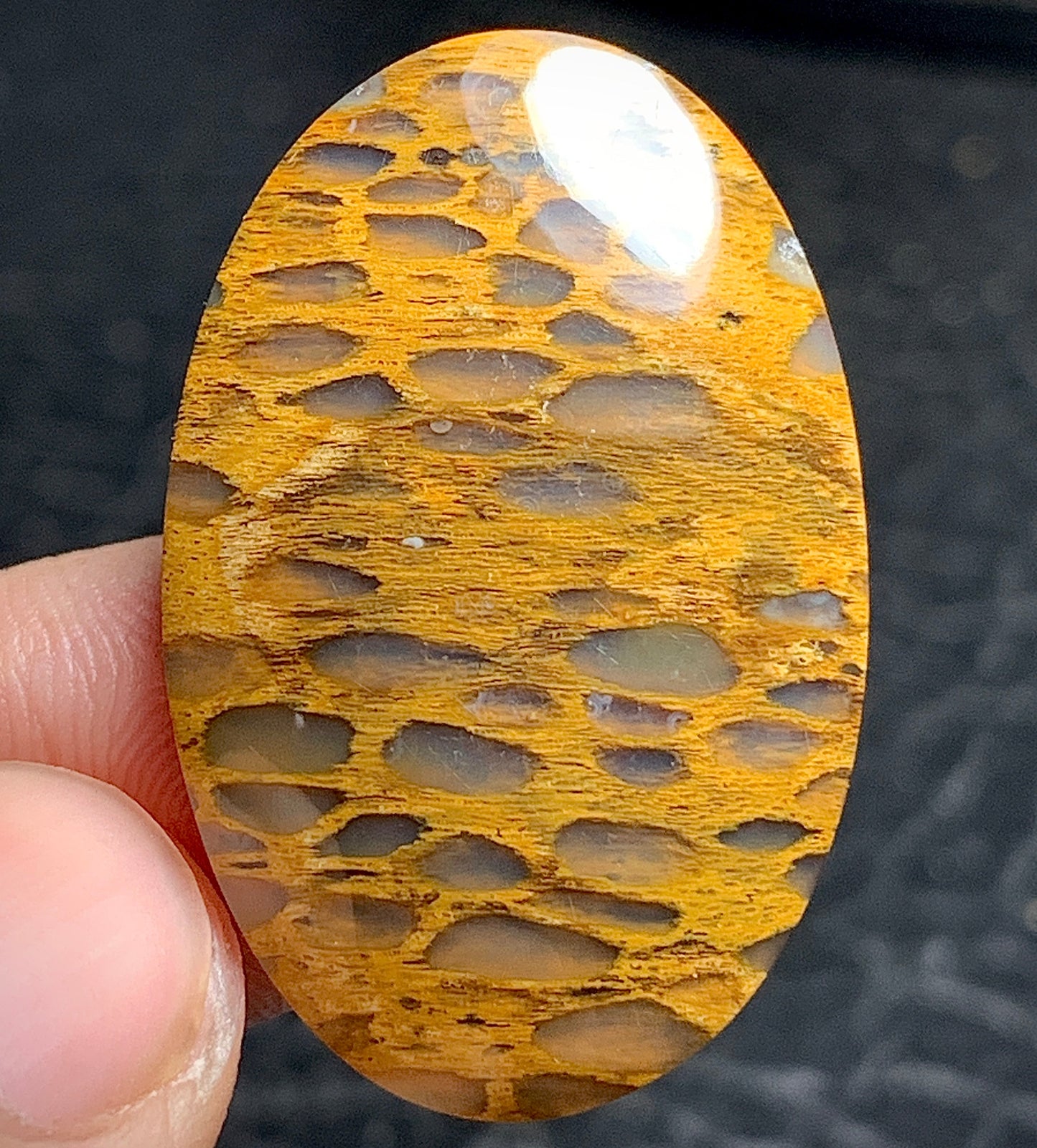 Petrified Wood Cabochon 32x21x5mm