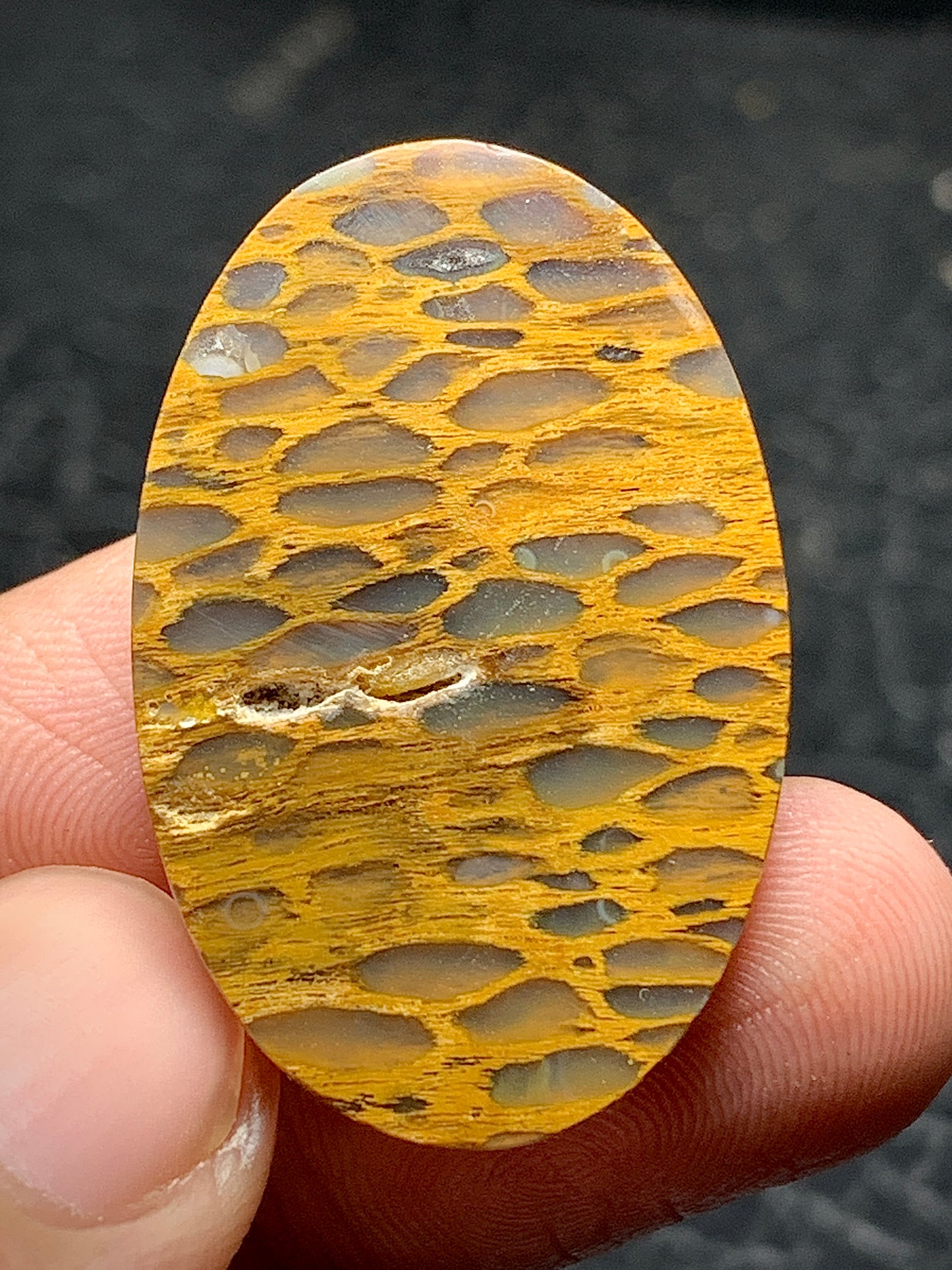 Petrified Wood Cabochon 32x21x5mm