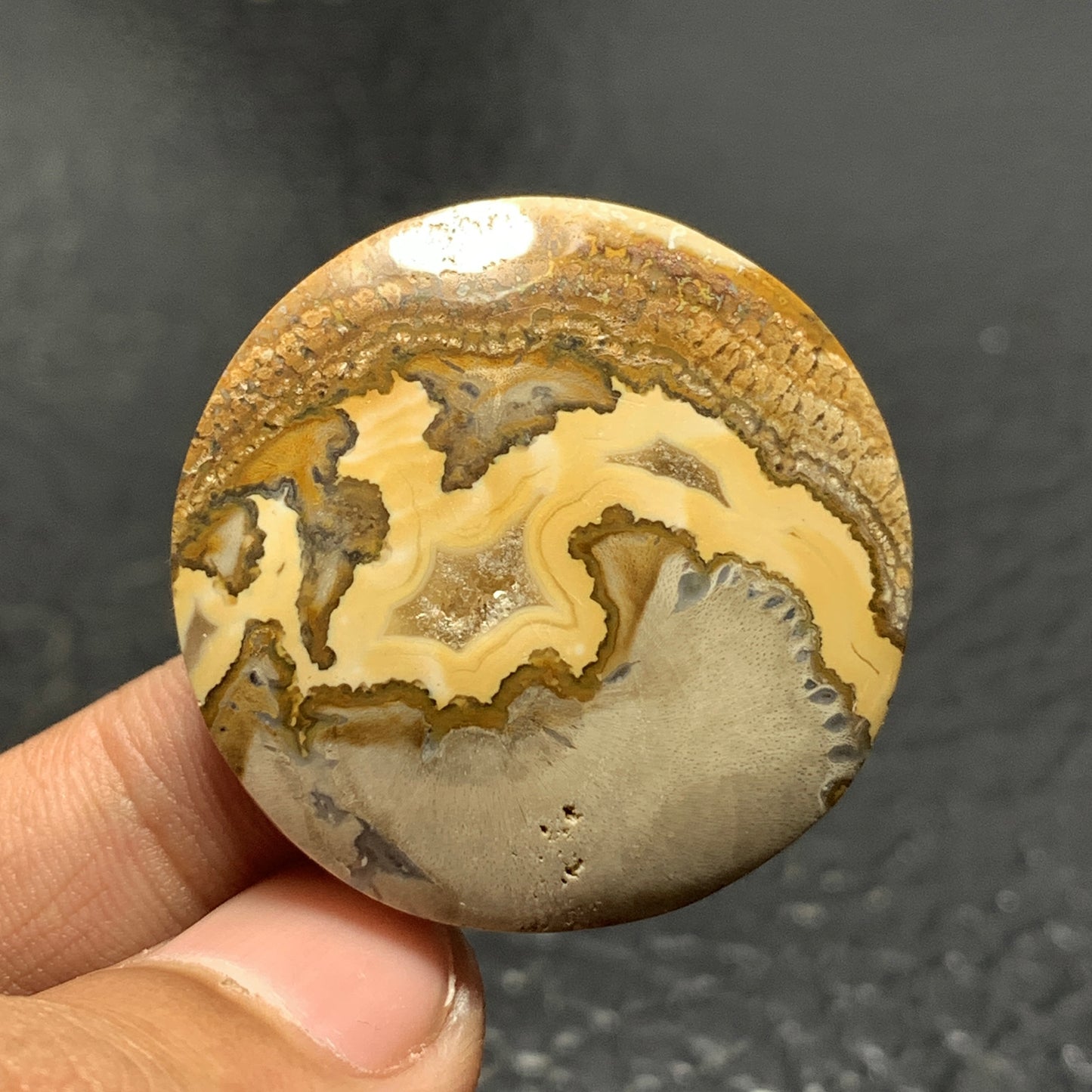 Petrified Wood Cabochon 33x33x6.5 mm