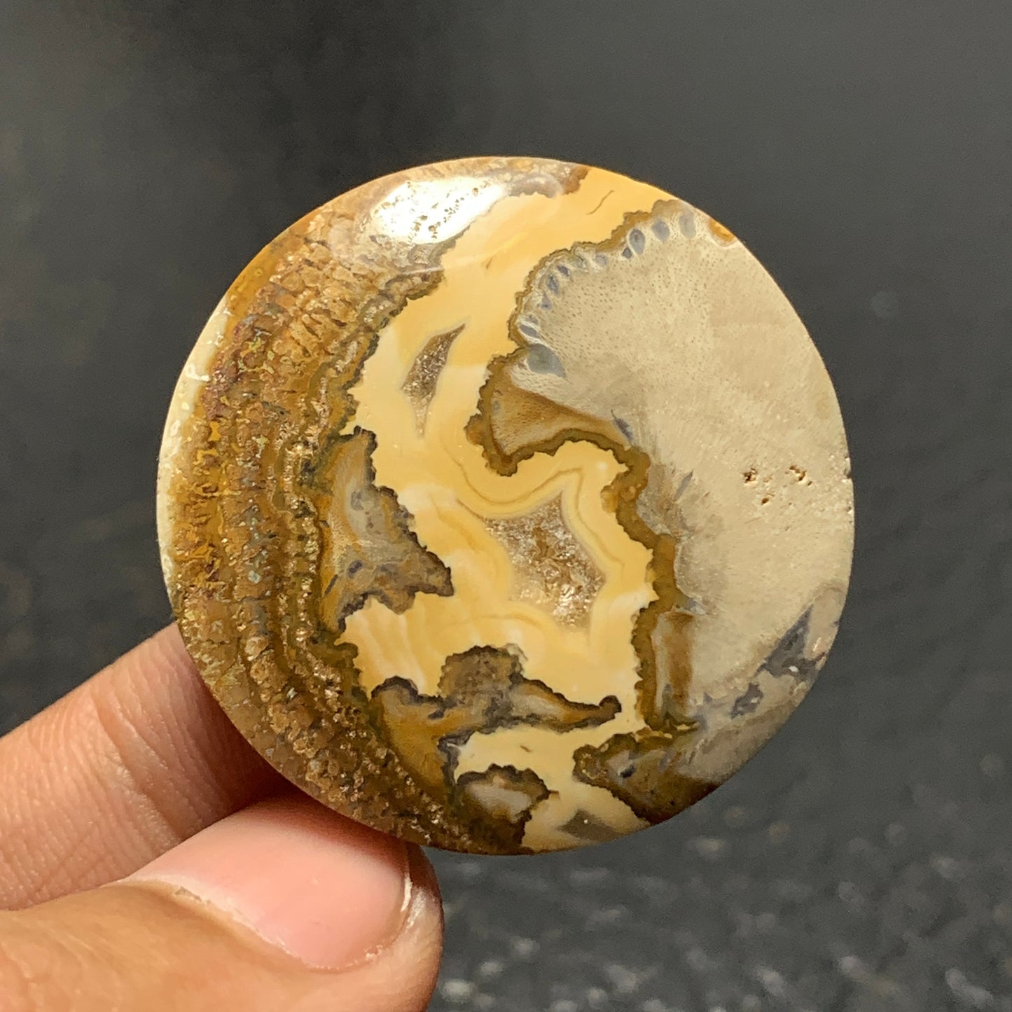 Petrified Wood Cabochon 33x33x6.5 mm