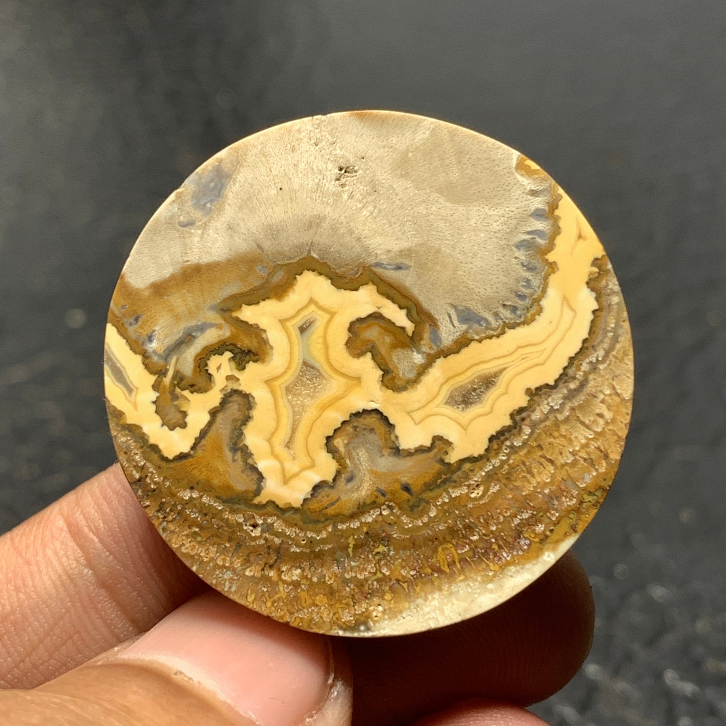 Petrified Wood Cabochon 33x33x6.5 mm