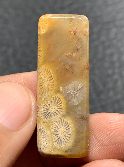 Agatized Coral Fossil Cabochon 34x12x4mm