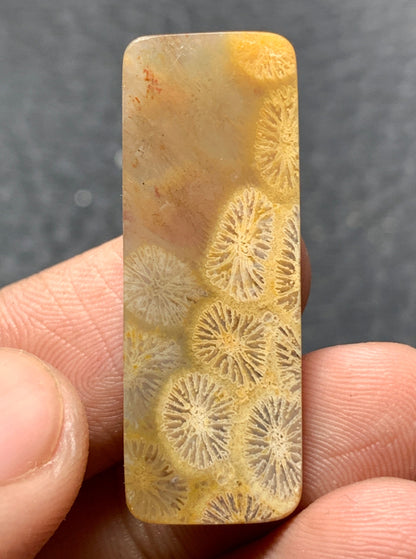 Agatized Coral Fossil Cabochon 34x12x4mm