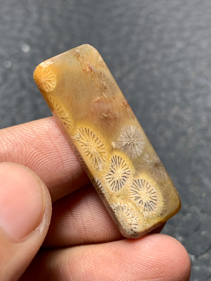 Agatized Coral Fossil Cabochon 34x12x4mm