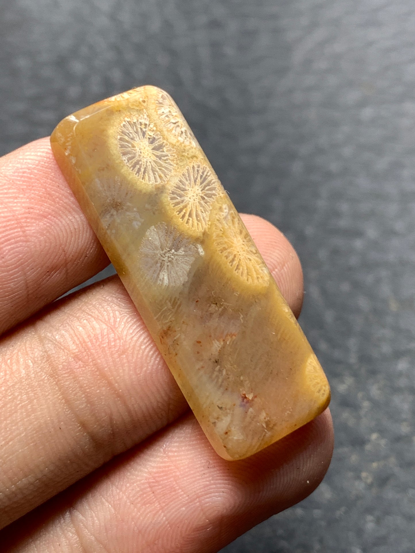 Agatized Coral Fossil Cabochon 34x12x4mm