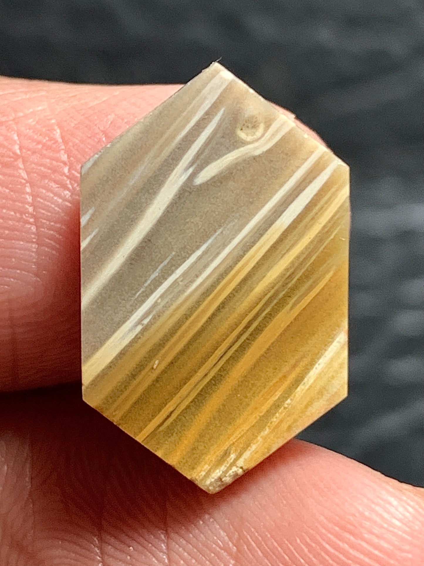 Tiny Petrified Palm Wood Cabochon 18.5x11.5x3.5mm