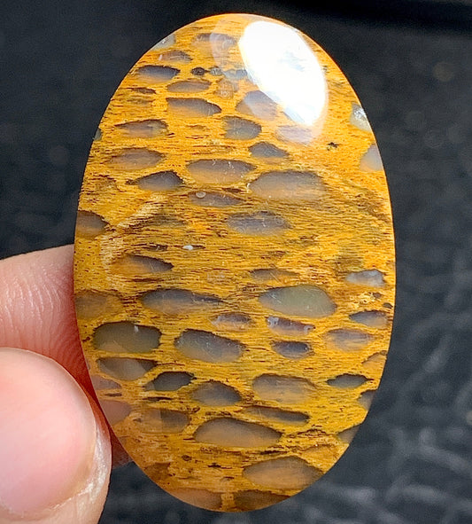 Petrified Wood Cabochon 32x21x5mm
