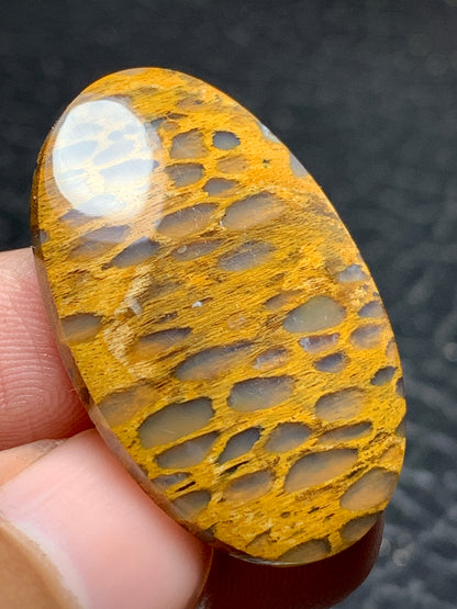 Petrified Wood Cabochon 32x21x5mm