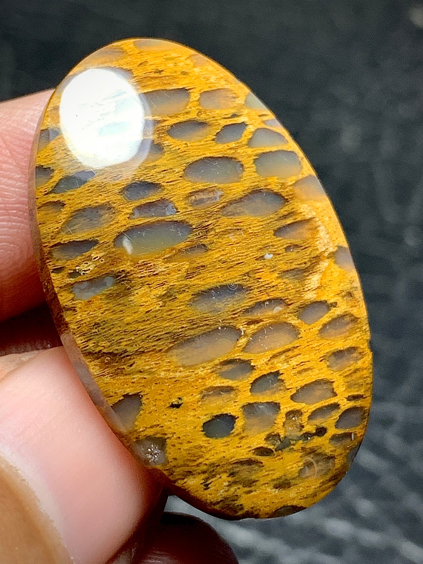 Petrified Wood Cabochon 32x21x5mm