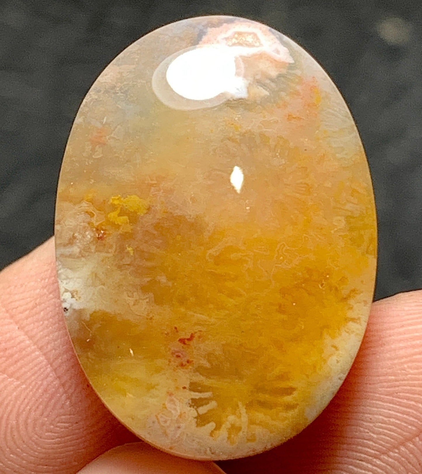 Agatized Coral Fossil Cabochon 22.4x16x5.5mm