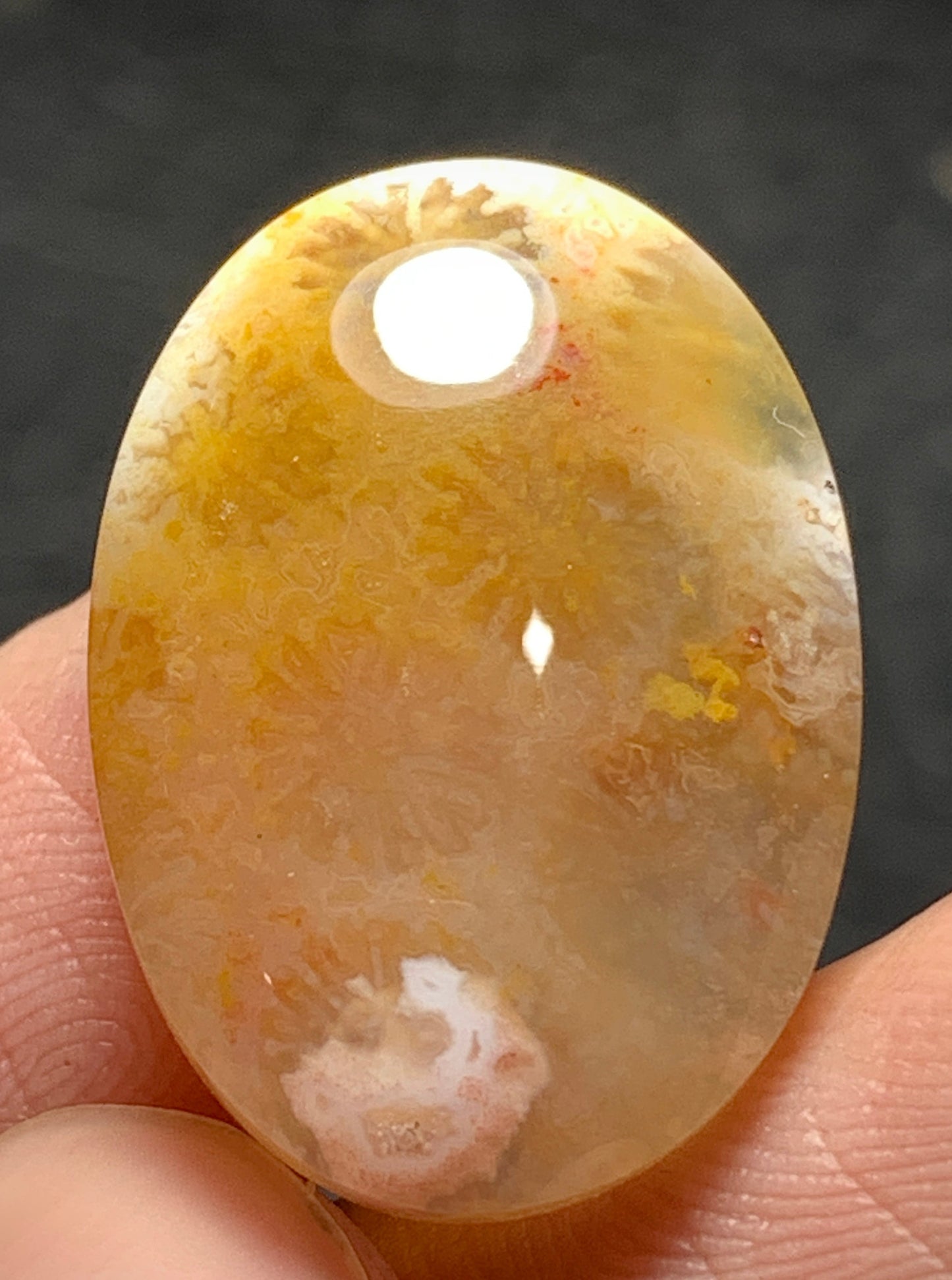 Agatized Coral Fossil Cabochon 22.4x16x5.5mm