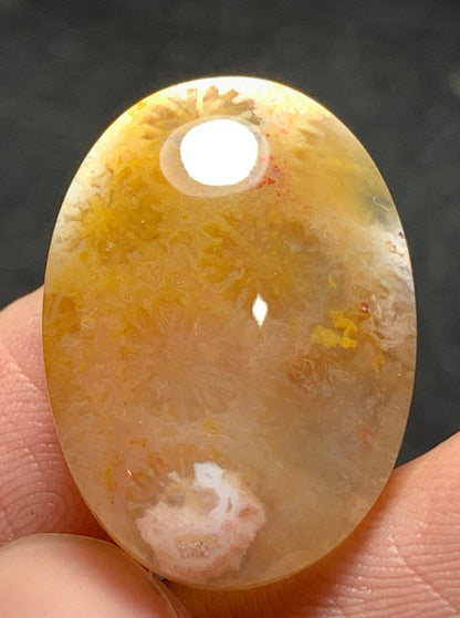 Agatized Coral Fossil Cabochon 22.4x16x5.5mm
