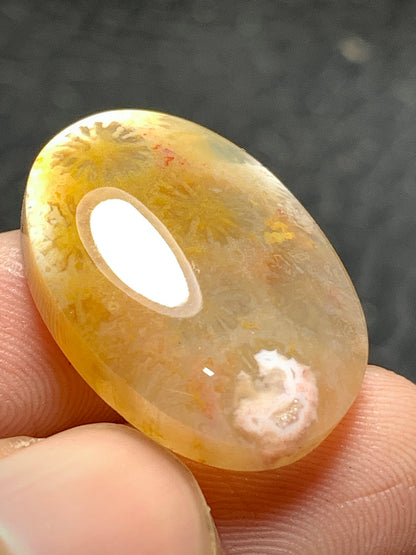 Agatized Coral Fossil Cabochon 22.4x16x5.5mm