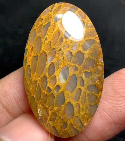 Petrified Wood Cabochon 38.8x20.5x6.2mm