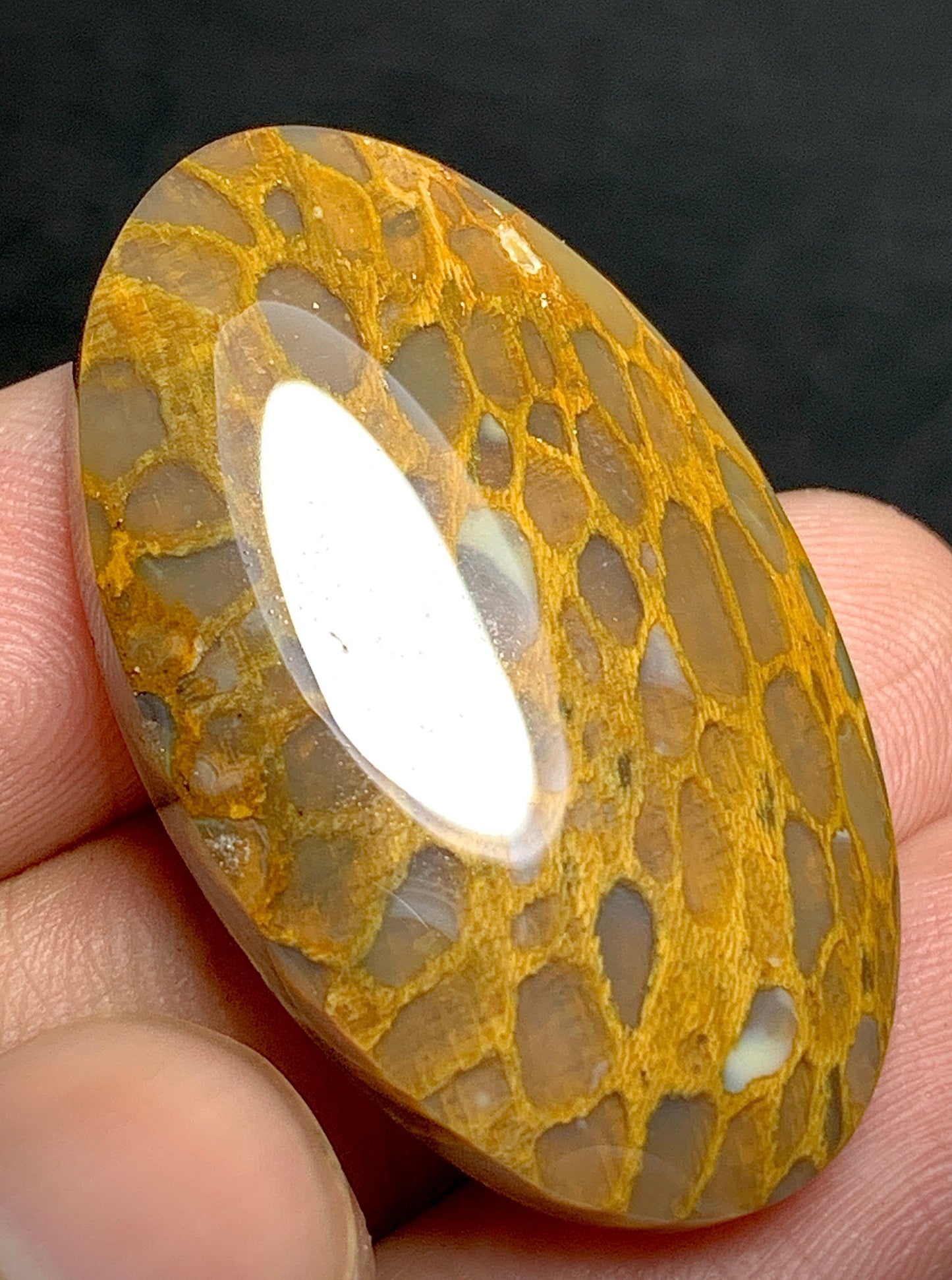 Petrified Wood Cabochon 38.8x20.5x6.2mm