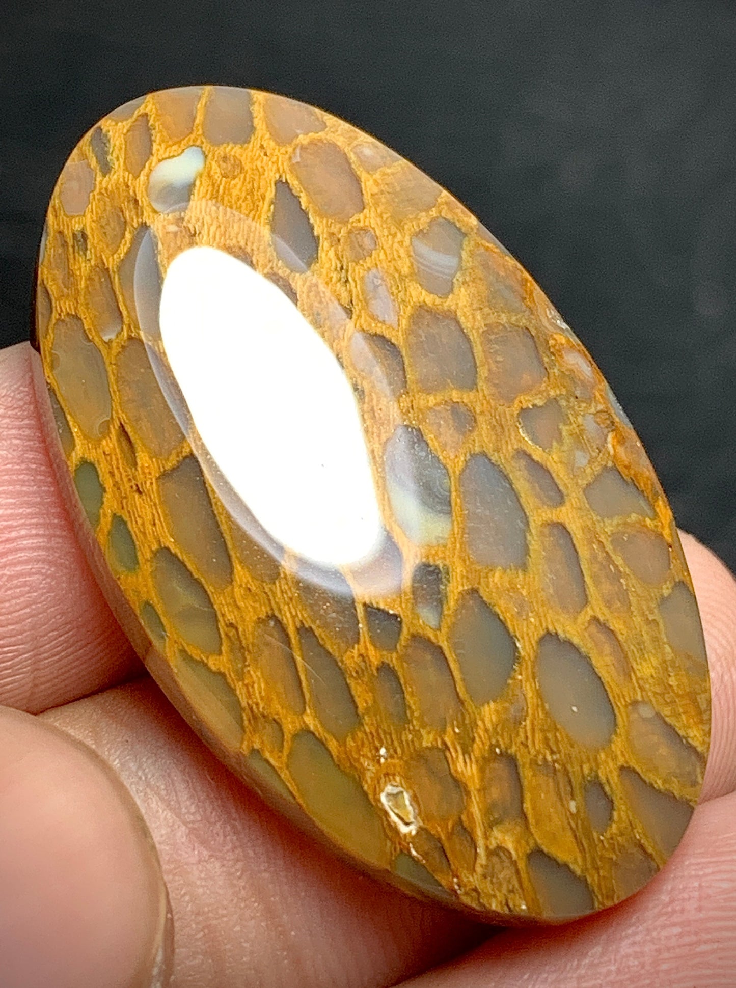 Petrified Wood Cabochon 38.8x20.5x6.2mm
