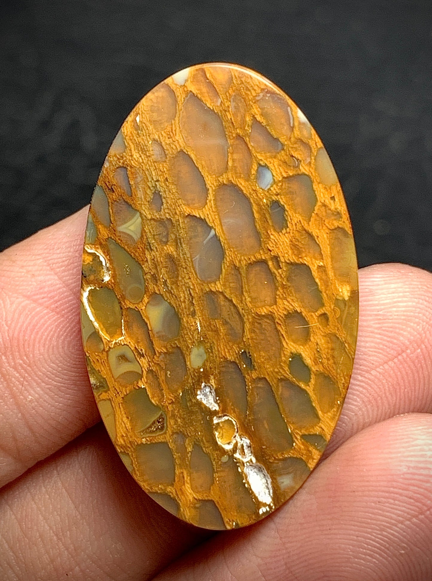 Petrified Wood Cabochon 38.8x20.5x6.2mm