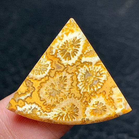 Unique Coral Fossil Cabochon 27x22.8x4mm
