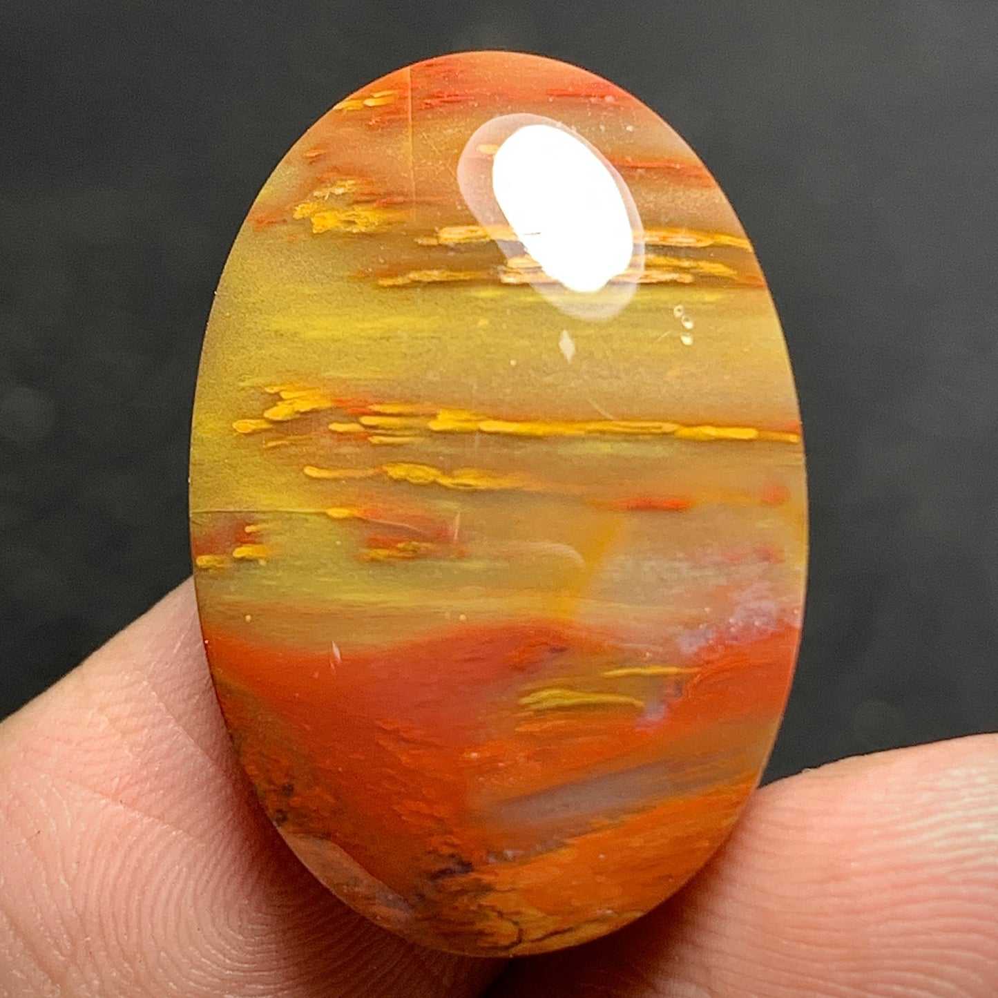 Petrified Palm Wood Cabochon 24x16x6mm