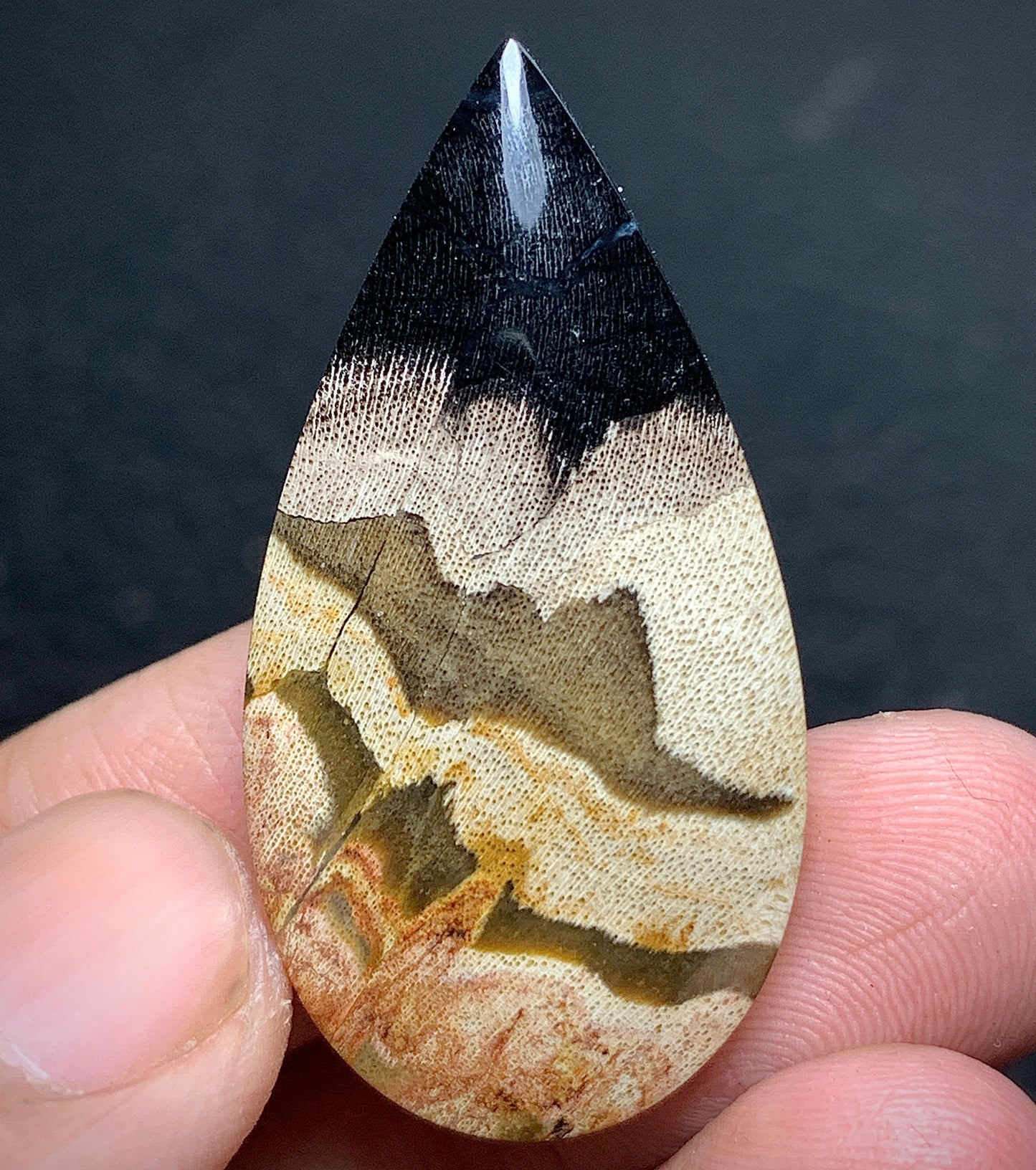 Petrified Wood Cabochon 37.5x19.3x6mm