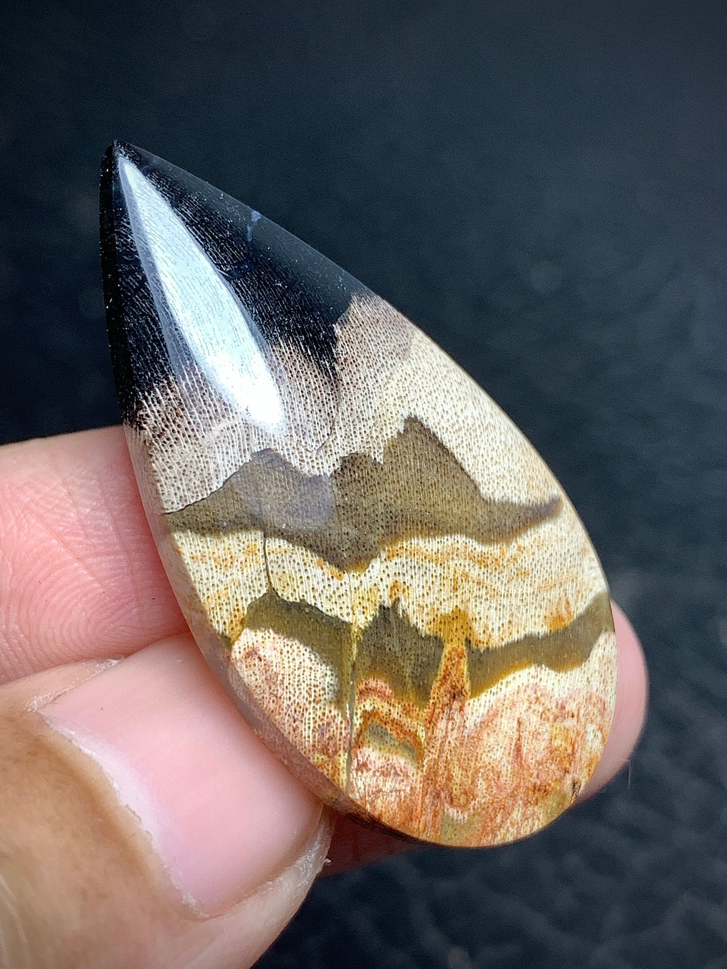 Petrified Wood Cabochon 37.5x19.3x6mm