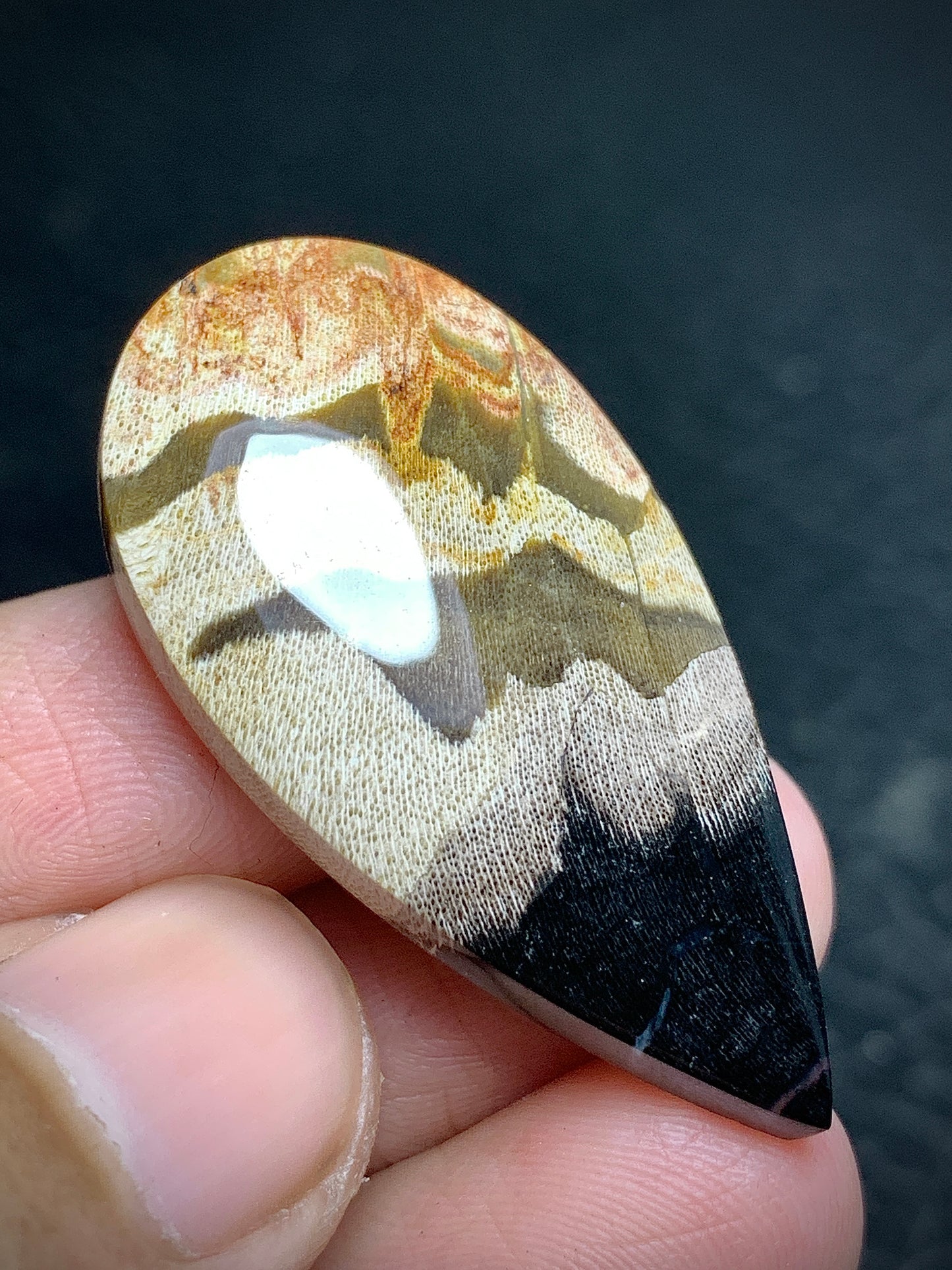 Petrified Wood Cabochon 37.5x19.3x6mm