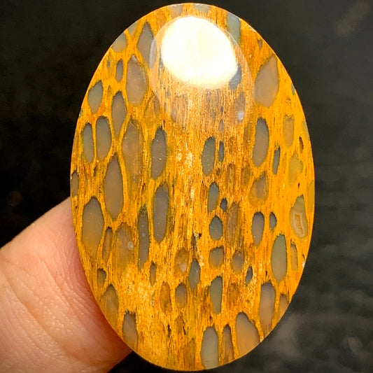 Petrified Wood Cabochon 32x21.3x4.5mm