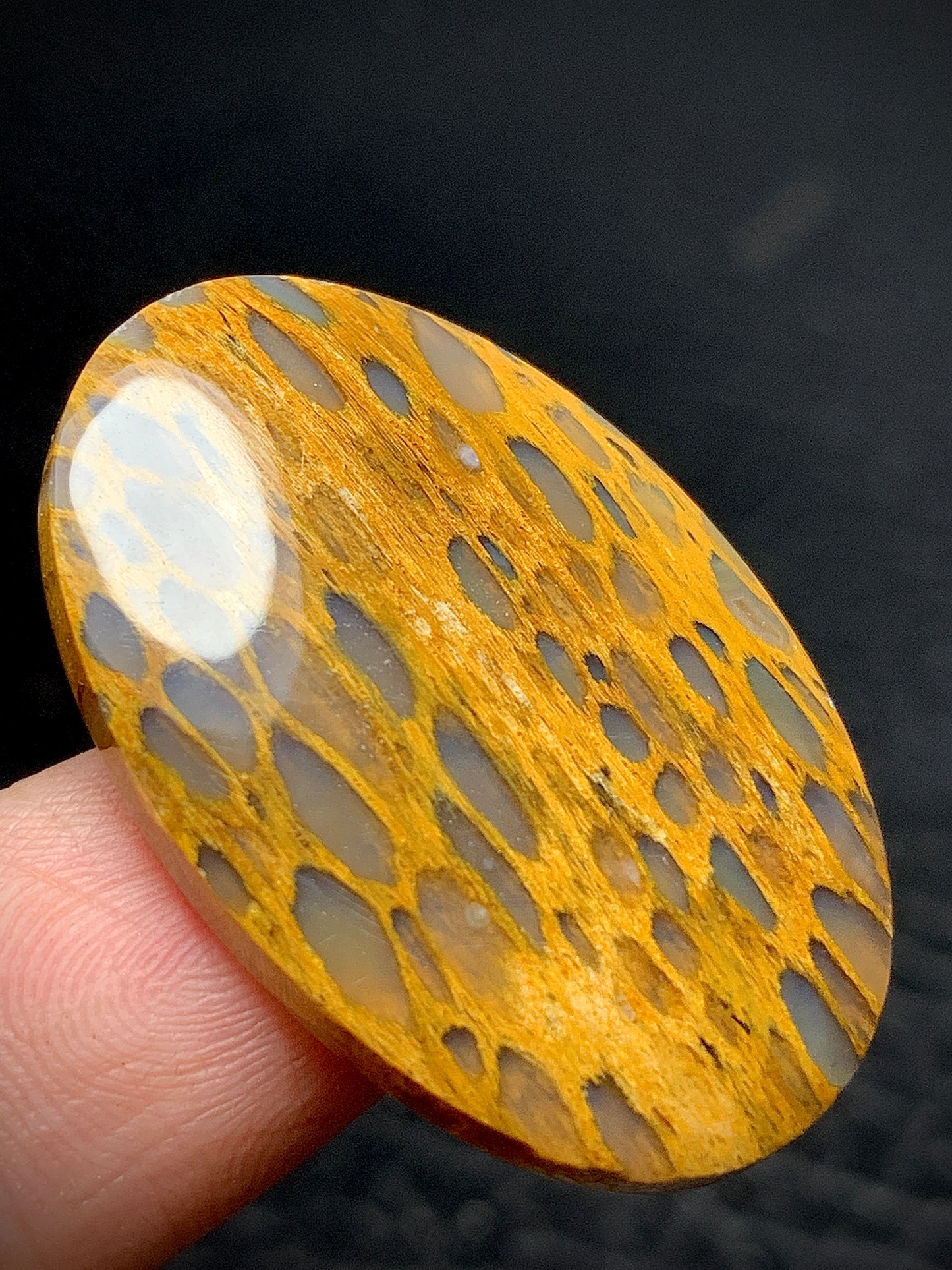Petrified Wood Cabochon 32x21.3x4.5mm