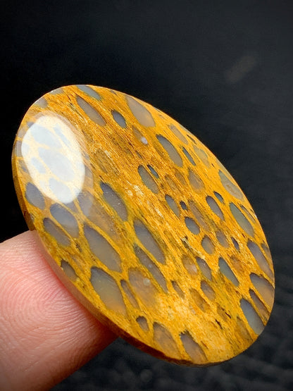 Petrified Wood Cabochon 32x21.3x4.5mm