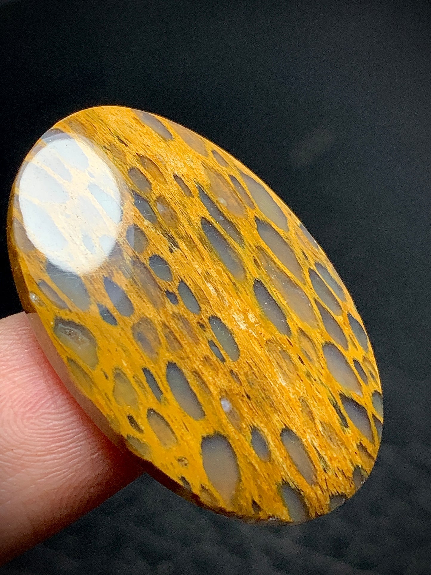 Petrified Wood Cabochon 32x21.3x4.5mm