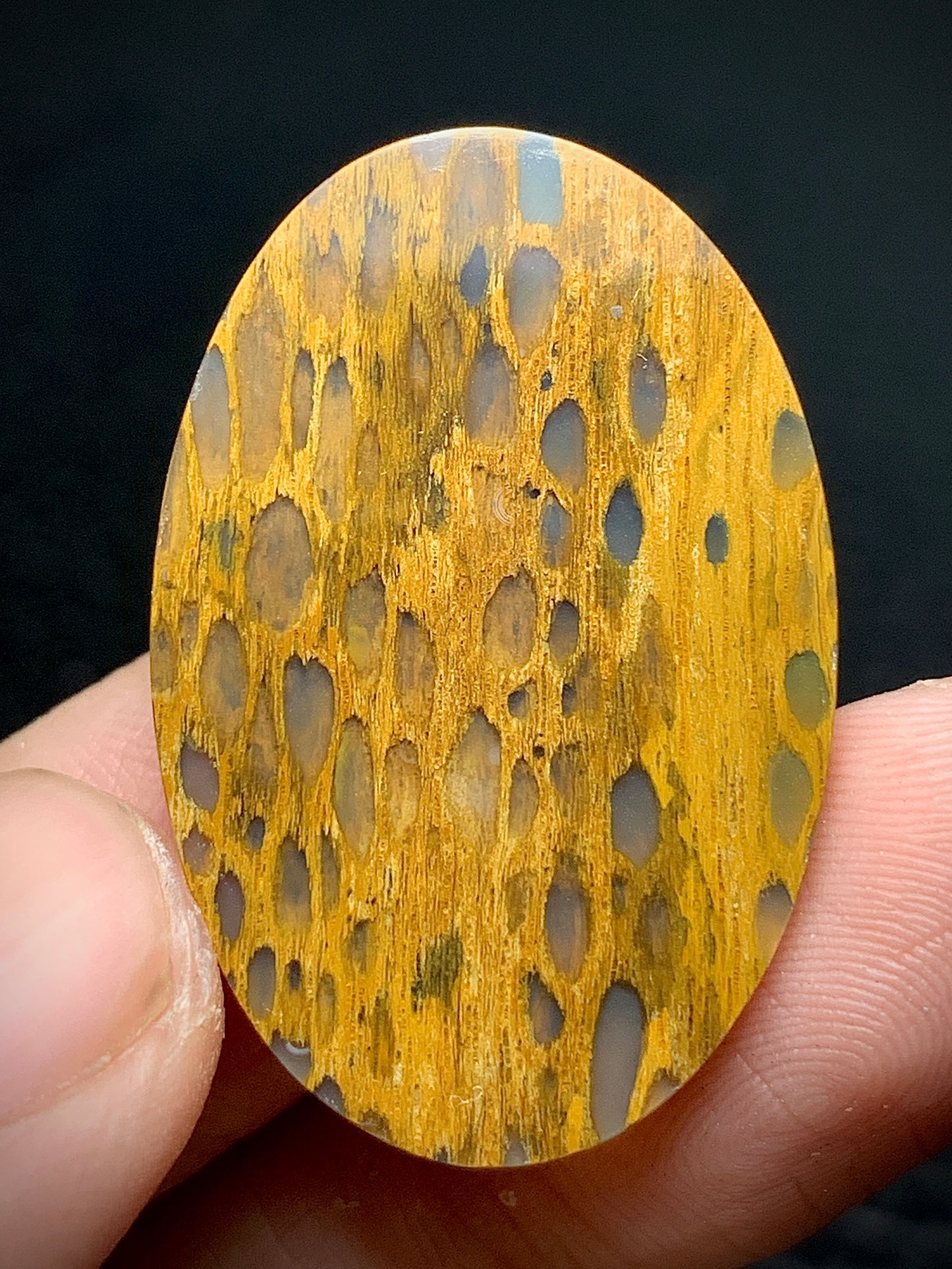 Petrified Wood Cabochon 32x21.3x4.5mm