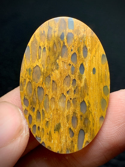 Petrified Wood Cabochon 32x21.3x4.5mm
