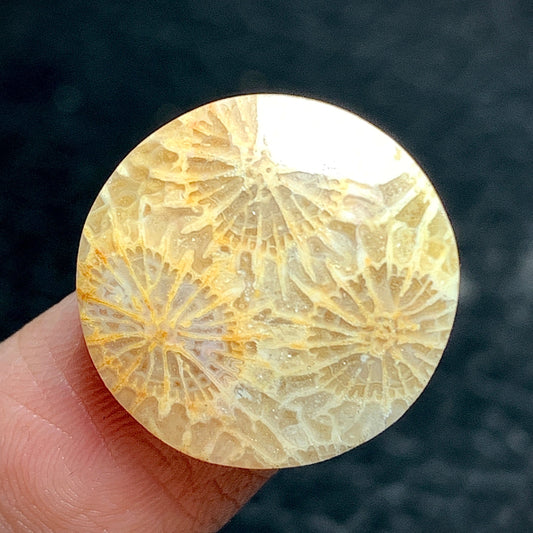 Agatized Coral Fossil Cabochon 18x18x4mm