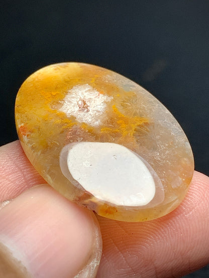 Agatized Coral Fossil Cabochon 28x20.5x5mm