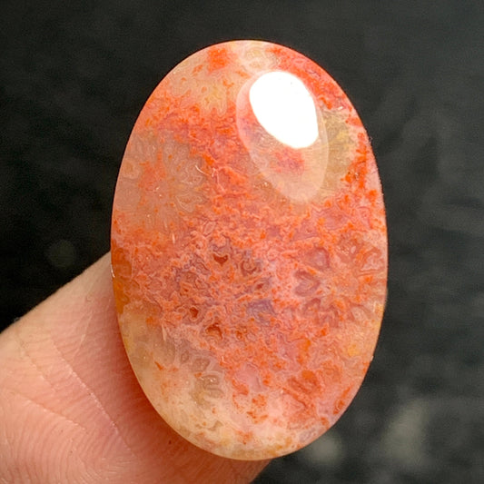 Tiny Agatized Coral Fossil Cabochon 20x18.3x5.7mm