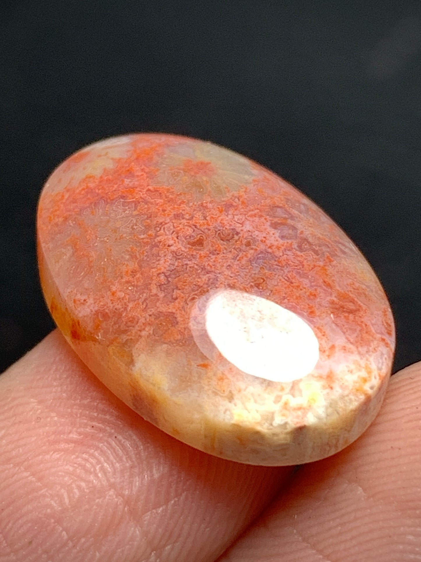 Tiny Agatized Coral Fossil Cabochon 20x18.3x5.7mm