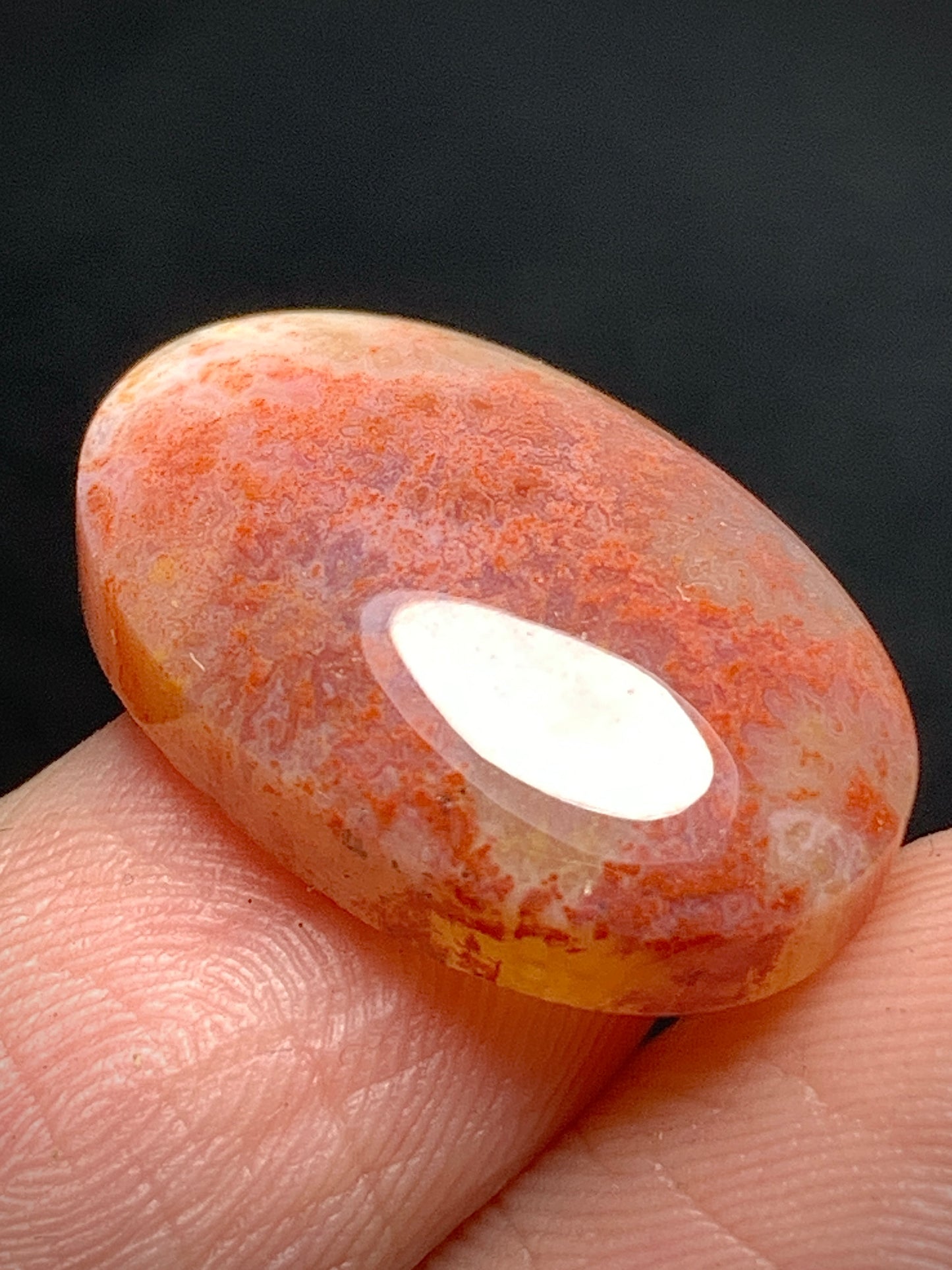Tiny Agatized Coral Fossil Cabochon 20x18.3x5.7mm