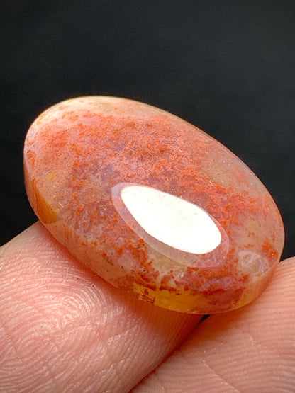 Tiny Agatized Coral Fossil Cabochon 20x18.3x5.7mm