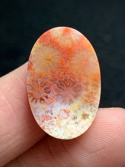 Tiny Agatized Coral Fossil Cabochon 20x18.3x5.7mm