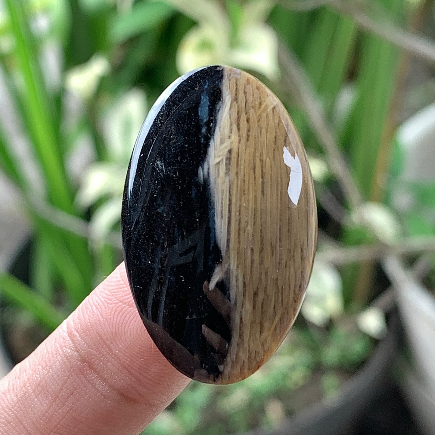 Petrified Palm Wood Cabochon 33x20x6.5mm