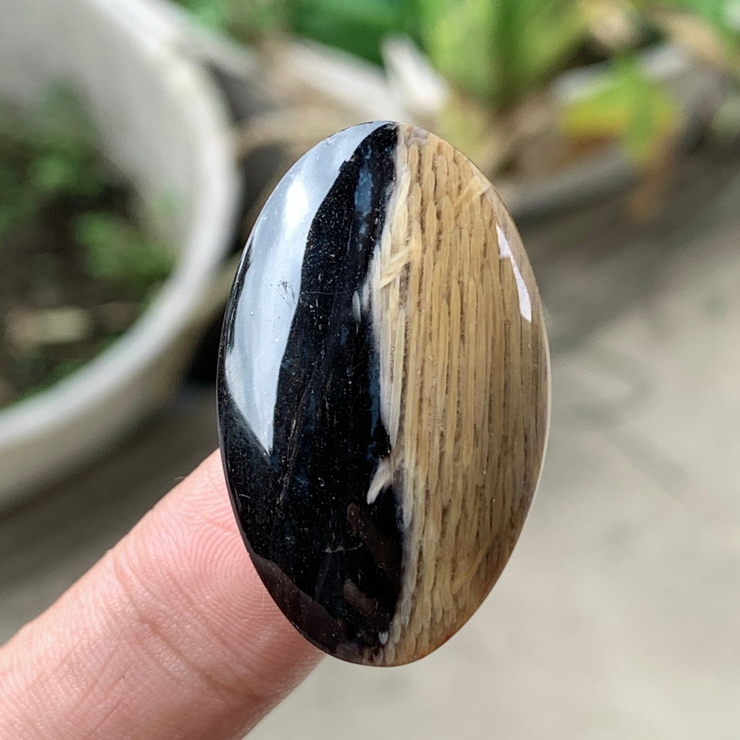 Petrified Palm Wood Cabochon 33x20x6.5mm