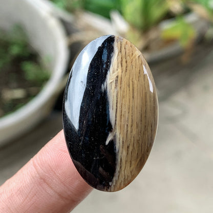 Petrified Palm Wood Cabochon 33x20x6.5mm