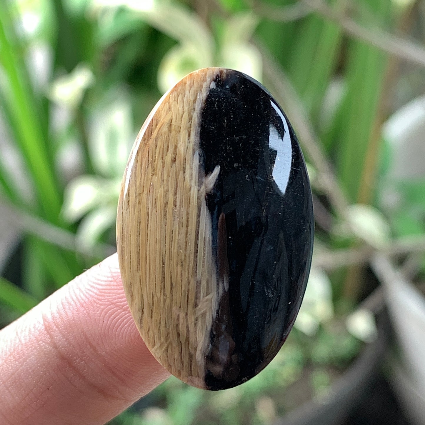 Petrified Palm Wood Cabochon 33x20x6.5mm