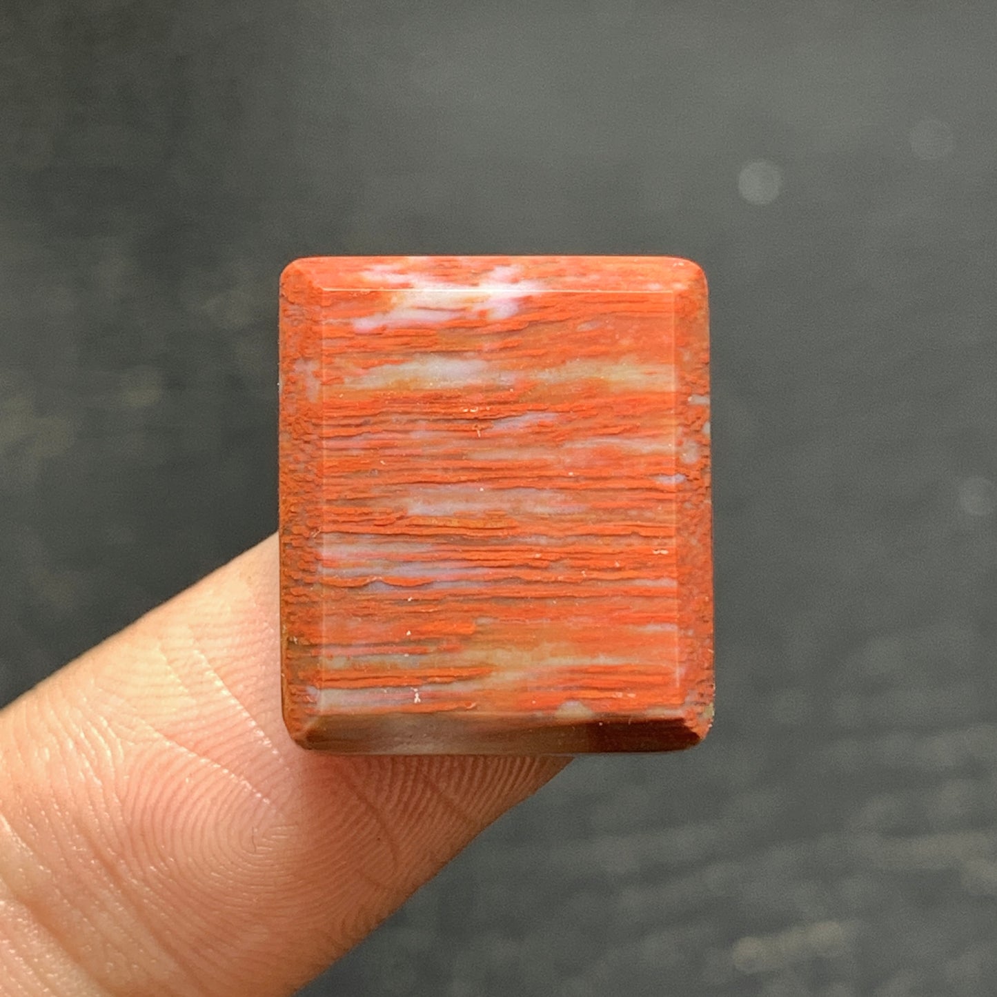 Tiny Petrified Palm Wood Cabochon 17.5x15x4.5mm