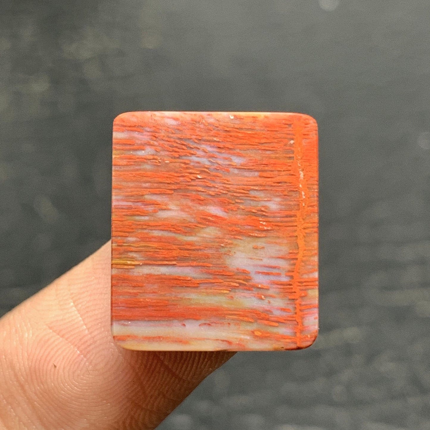 Tiny Petrified Palm Wood Cabochon 17.5x15x4.5mm