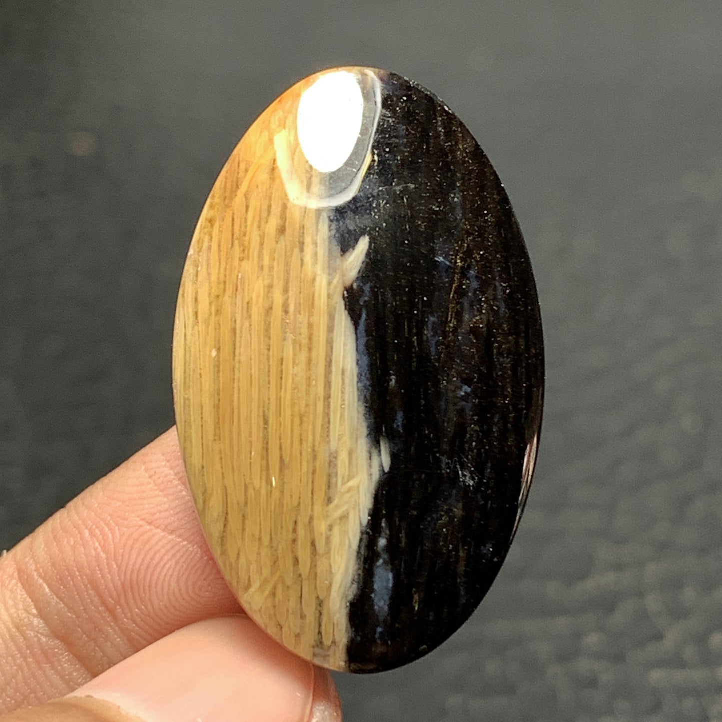 Petrified Palm Wood Cabochon 33x20x6.5mm