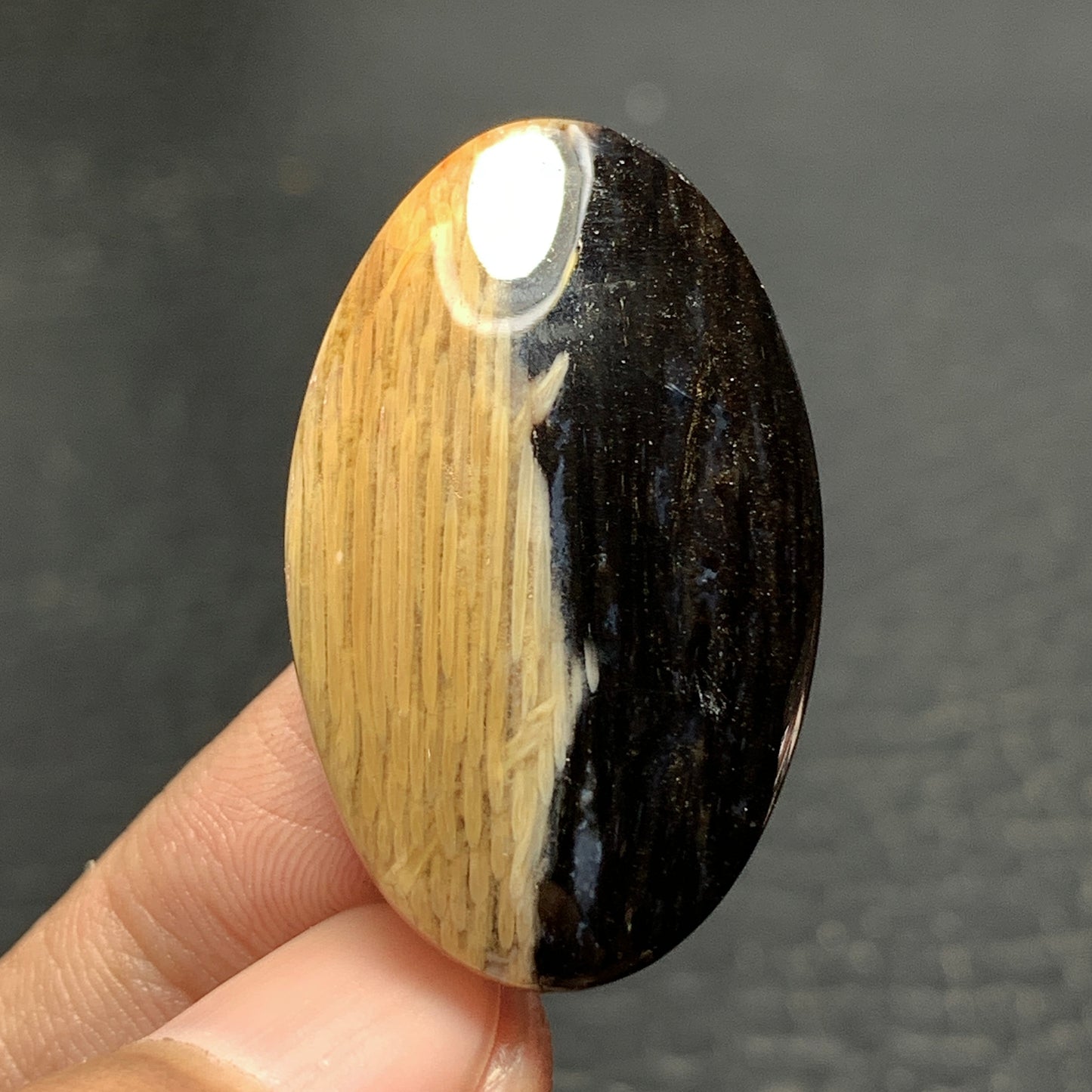 Petrified Palm Wood Cabochon 33x20x6.5mm