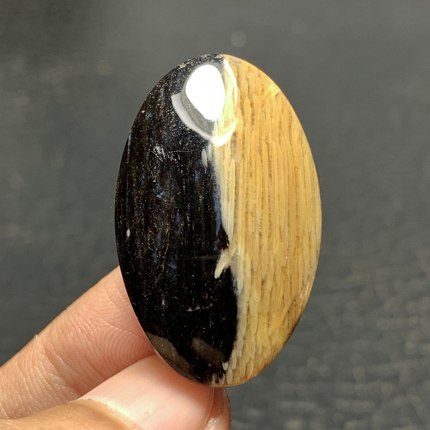 Petrified Palm Wood Cabochon 33x20x6.5mm