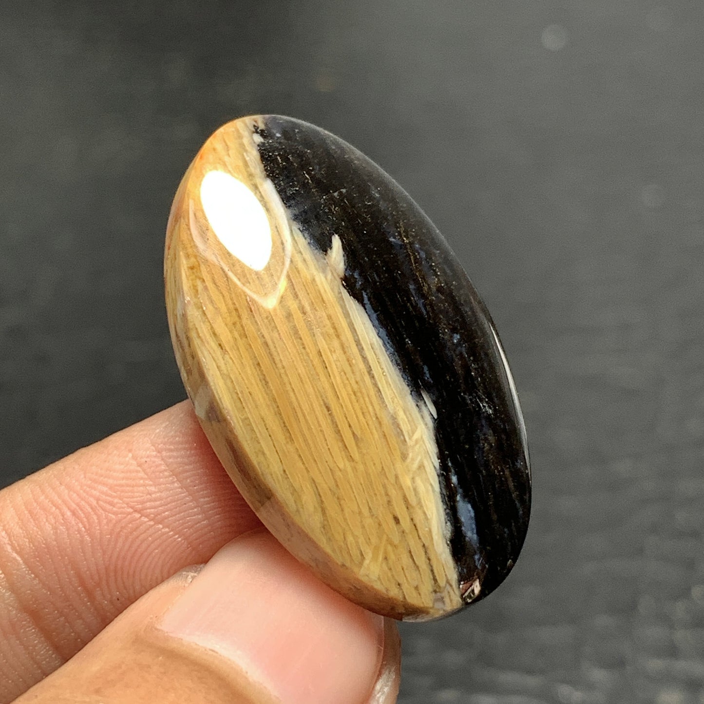 Petrified Palm Wood Cabochon 33x20x6.5mm