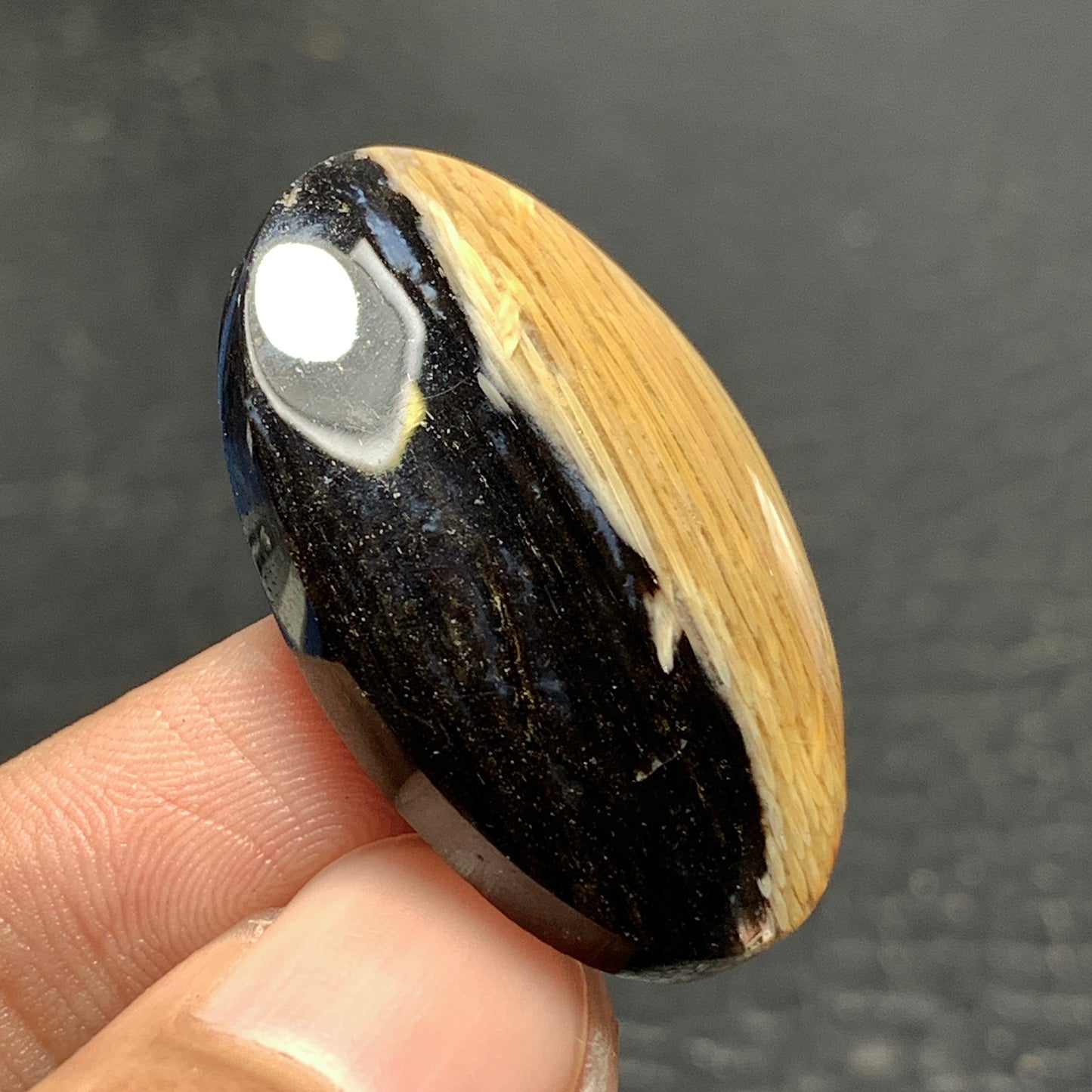 Petrified Palm Wood Cabochon 33x20x6.5mm
